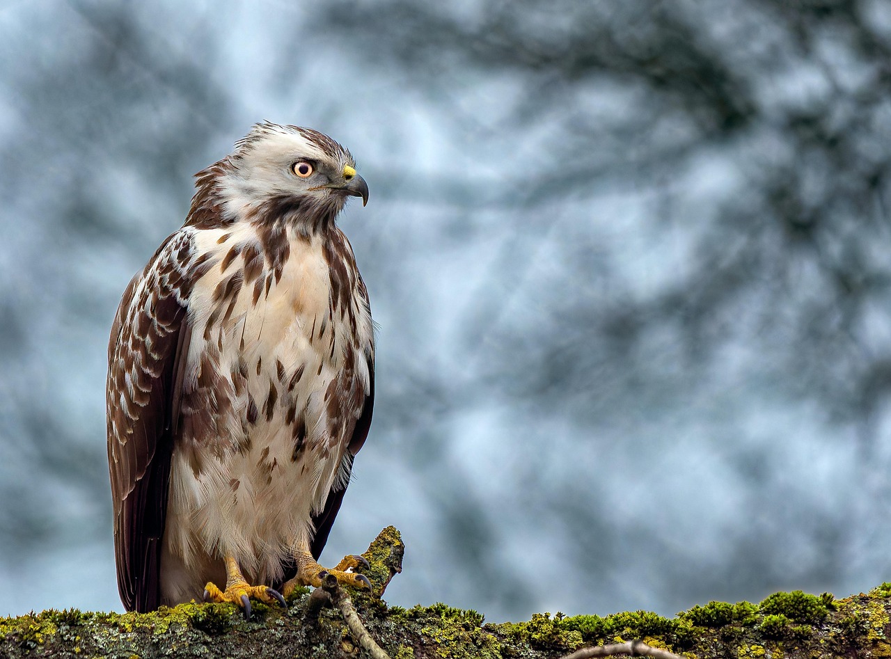 Buzzard Perched on Mossy Branch in Natural Setting