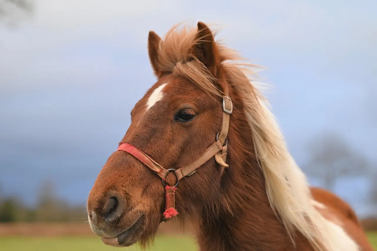Close-up of a Brown Horse with a White Mane in a Pasture