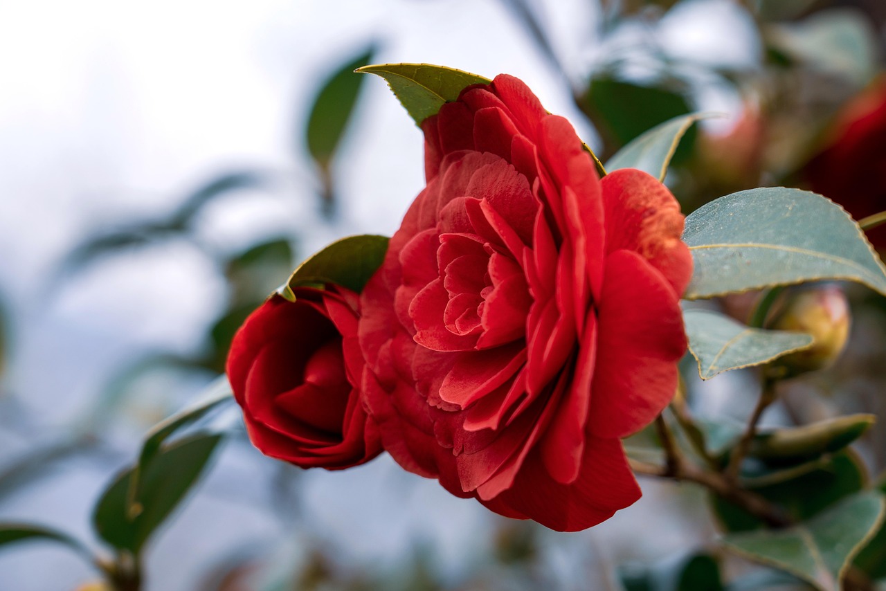 Close-up of Vibrant Red Camellia Blossoms in Spring