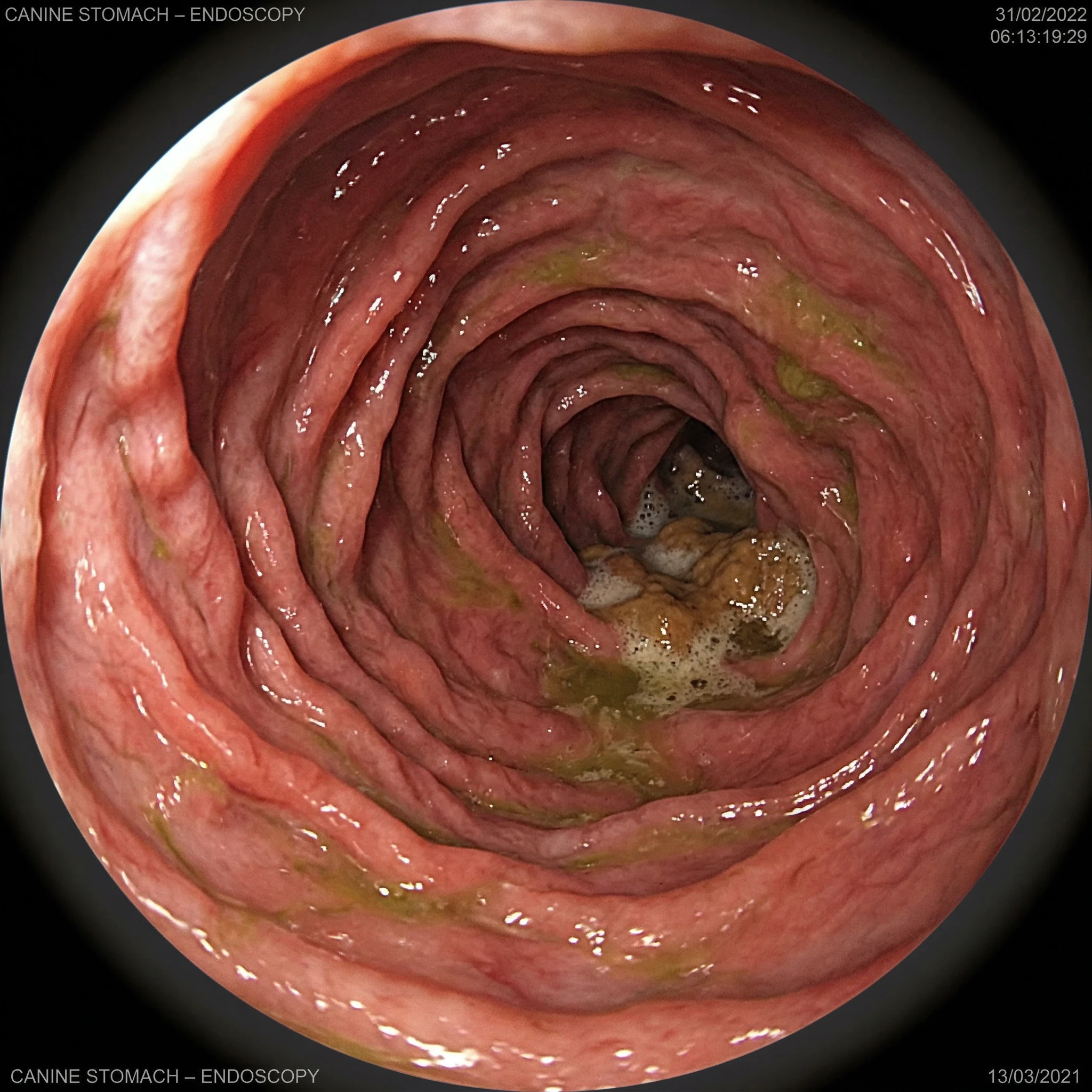 Endoscopic View Inside Canine Stomach