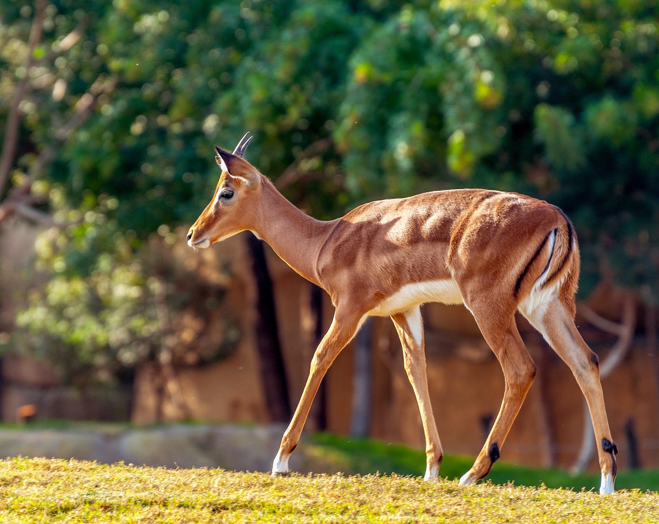 Graceful Antelope Walking in Natural Habitat