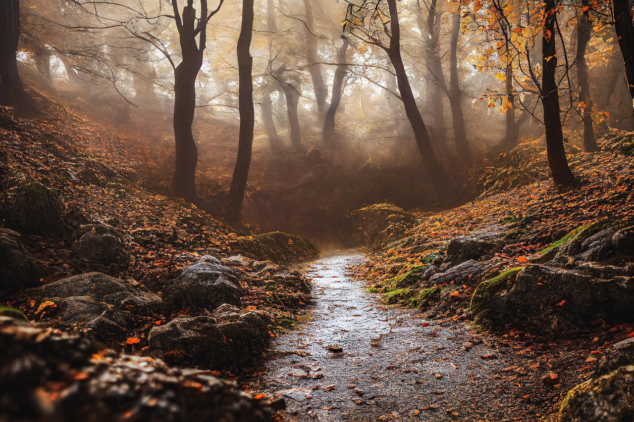 Misty Autumn Forest Path with Fallen Leaves