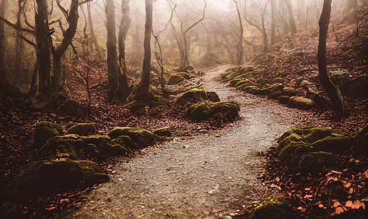 Misty Forest Path in Autumn