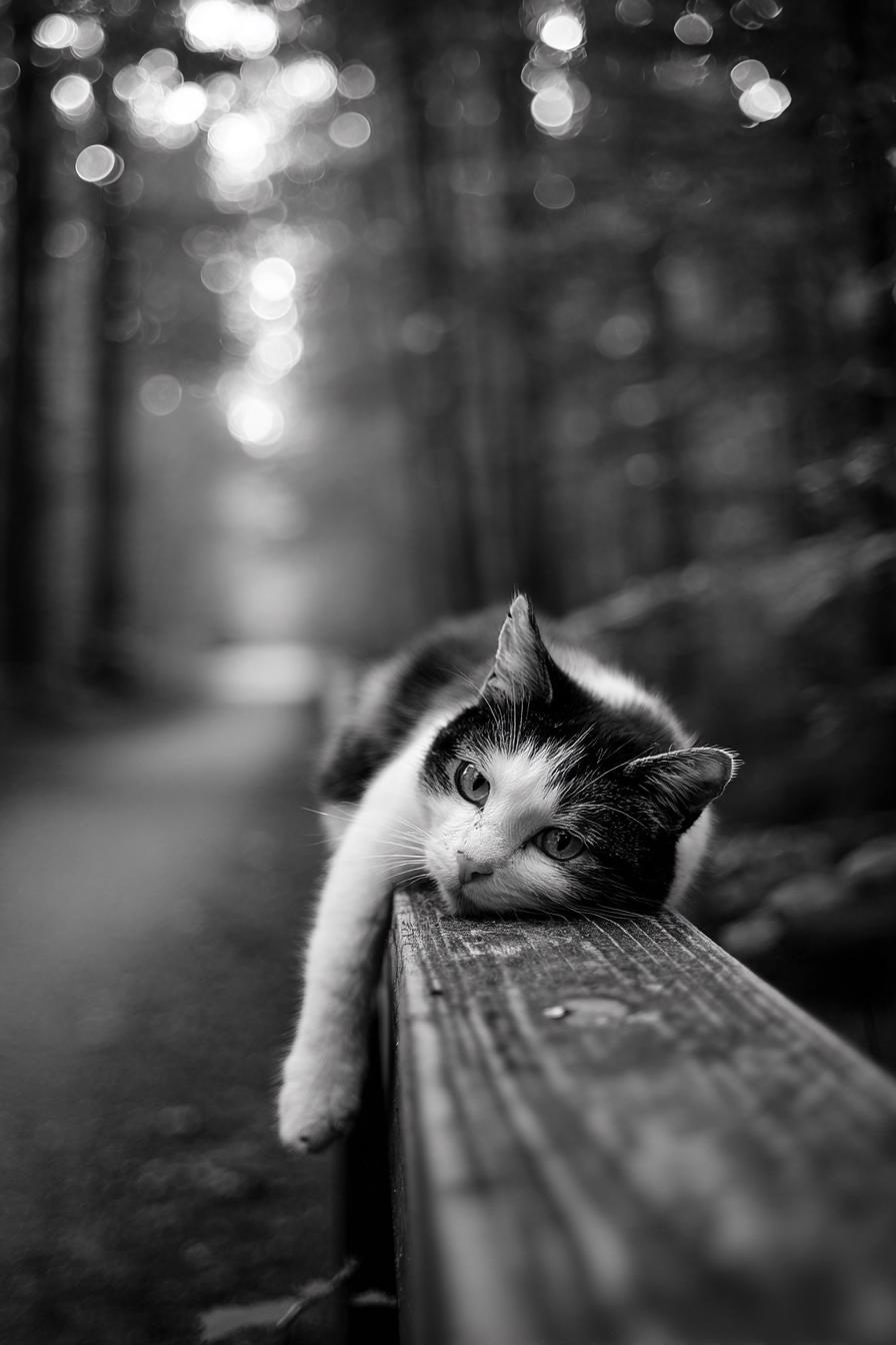 Serene Black and White Cat Portrait in Nature