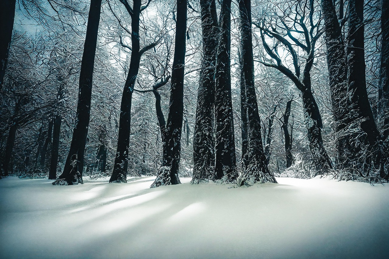 Snow-Covered Winter Forest with Tall Trees