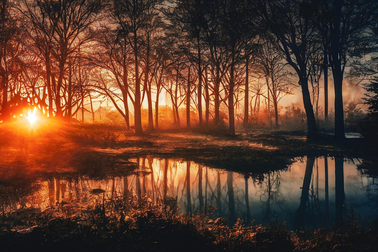 Sunset Glow Through Forest Trees with Reflective Water