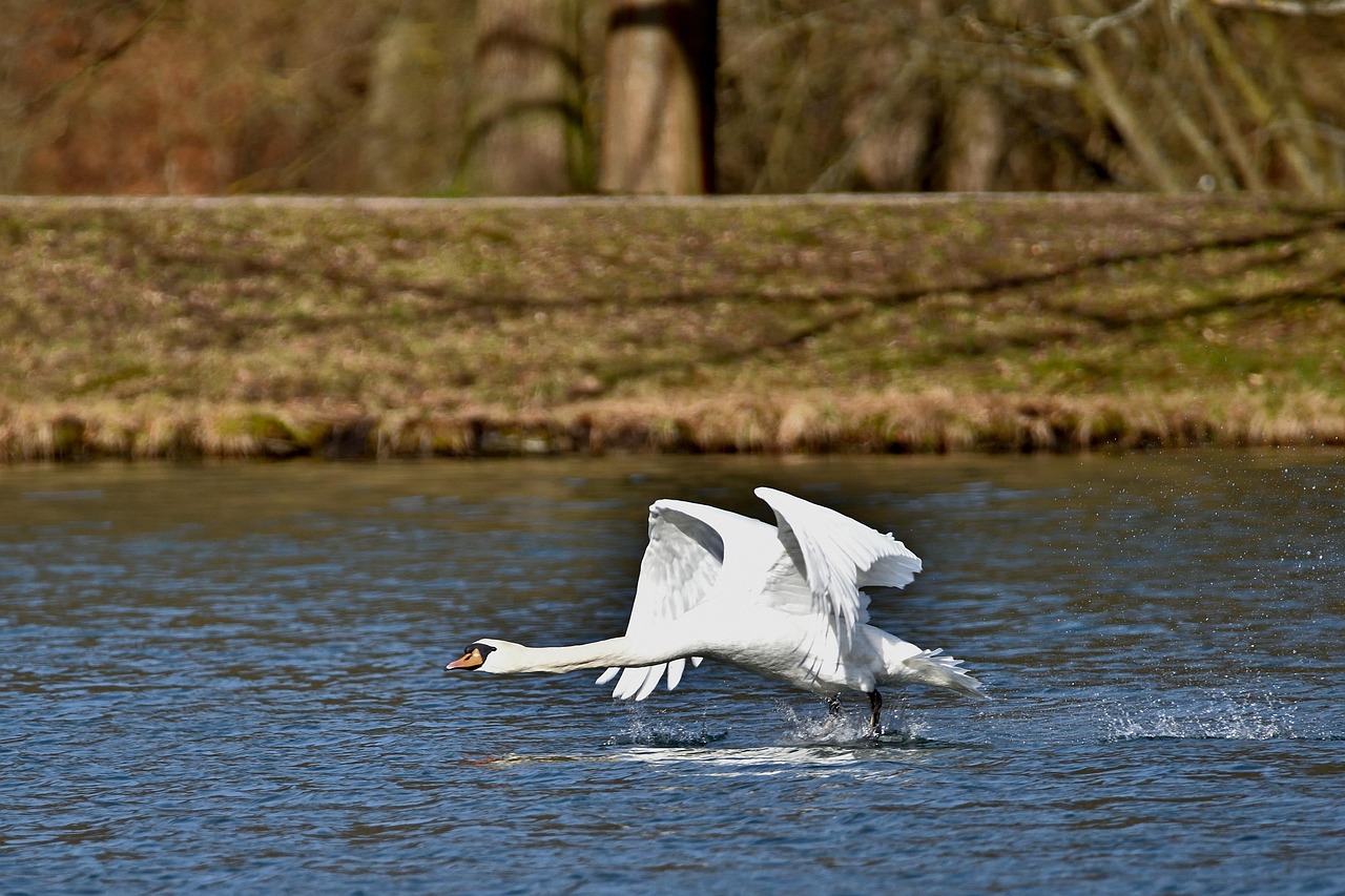 Swan Taking Flight Over Water in Park