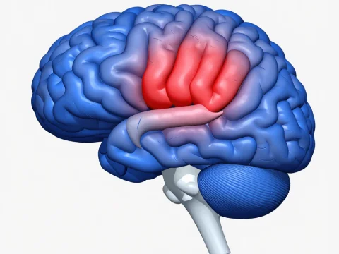3D Brain Injury Visualization Highlighting Affected Area