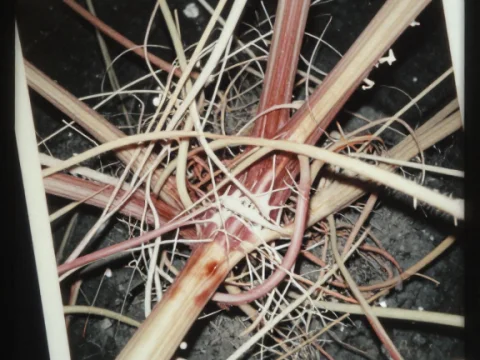 Abstract Tangled Bio-Mechanical Horror