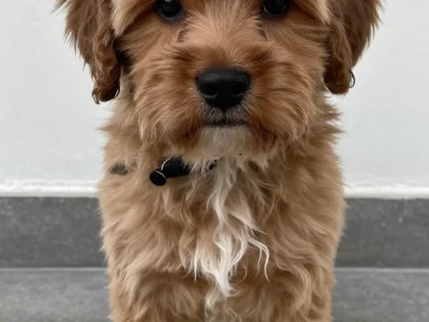 Adorable Fluffy Puppy Standing on Gray Floor