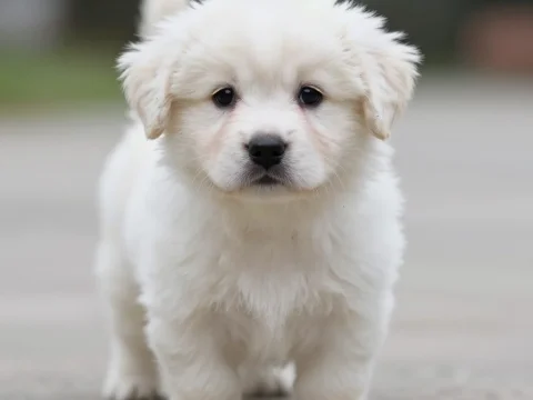 Adorable Fluffy White Puppy Standing Outdoors
