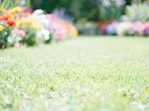 Bright Colorful Garden with Soft Focus Grass