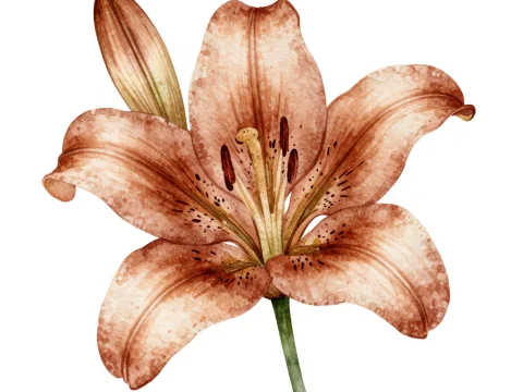Brown Lily Watercolor Illustration