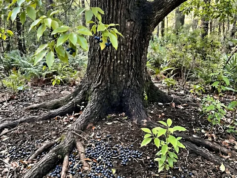 Camphor Laurel Tree with Fallen Berries in Forest