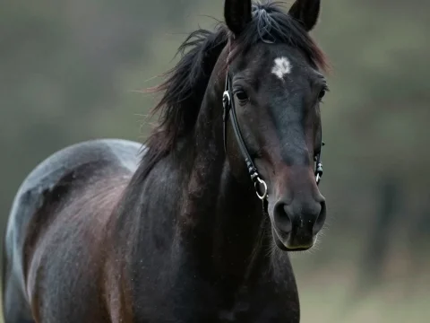 Close-up of a Black Horse with a White Star Marking