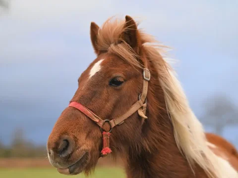 Close-up of a Brown Horse with a White Mane in a Pasture