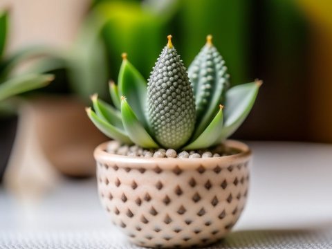 Close-up of Cute Mini Haworthia Cymbiformis in Decorative Pot