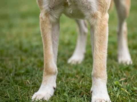 Close-up of Dog's Front Legs on Grass