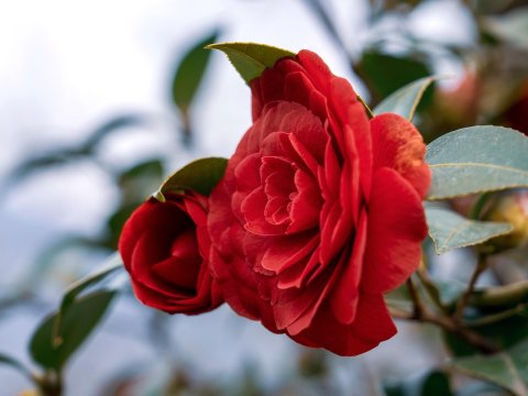Close-up of Vibrant Red Camellia Blossoms in Spring