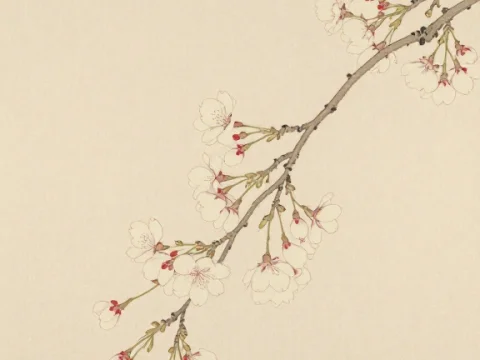 Delicate Cherry Blossom Branch on Beige Background