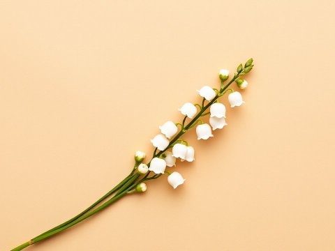 Delicate Lily of the Valley on Soft Beige Background