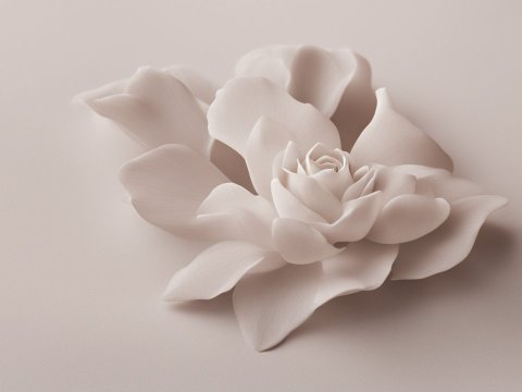 Delicate Soft White Flower Close-Up