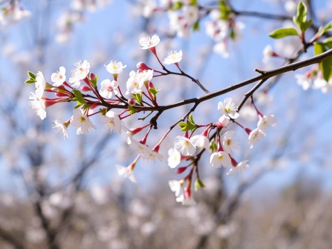Delicate Spring Blossoms on Tree Branch