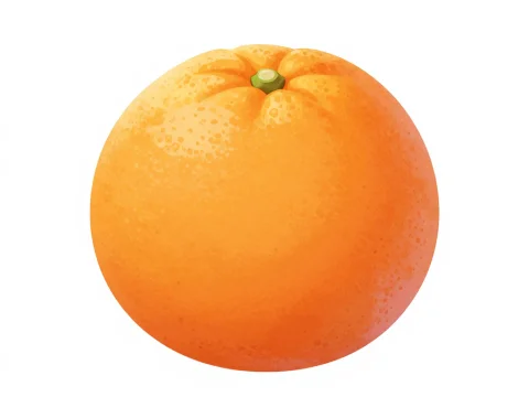 Detailed 2D Illustration of an Orange Fruit