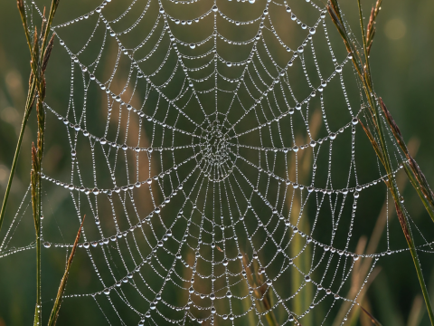 Dew-Covered Spider Web at Dawn