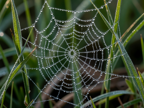 Dew-Covered Spider Web at Dawn