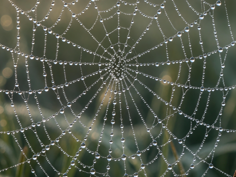 Dew-Covered Spider Web at Dawn