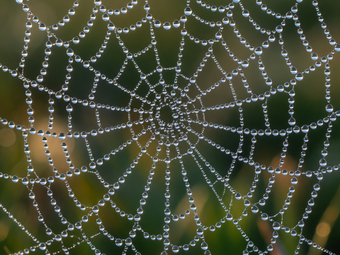 Dew-Kissed Spiderweb at Dawn