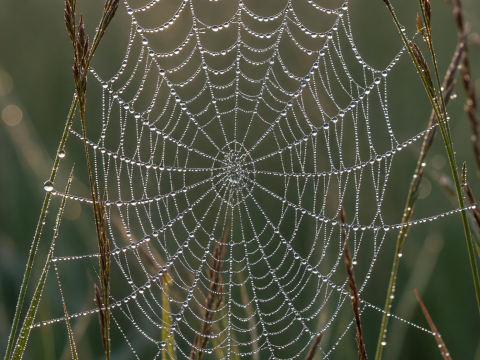 Dew-Kissed Spiderweb at Dawn in a Meadow