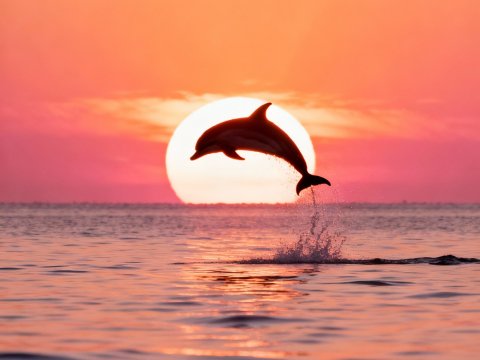 Dolphin Leaping at Sunset Over Calm Ocean