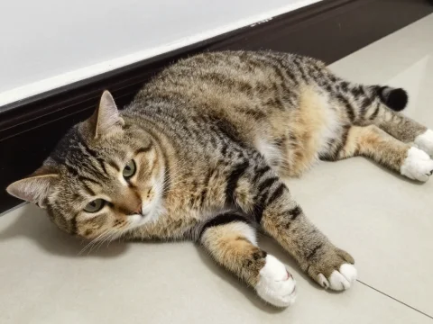 Domestic Tabby Cat Lying on Floor