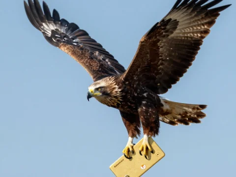 Eagle in Flight Holding a Golden Object