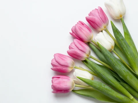 Elegant Spring Bouquet of Pink and White Tulips on White Background