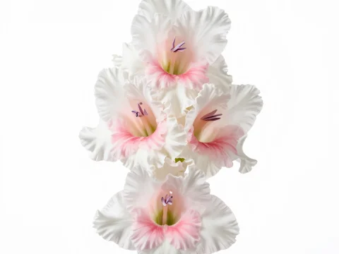 Elegant White Gladiolus Flowers with Soft Pink Accents