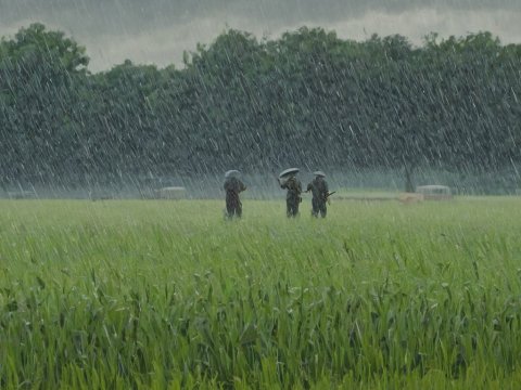 Farmers Walking Through Rainy Field with Umbrellas