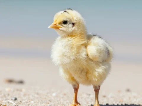 Fluffy Yellow Chick Standing on Sandy Beach