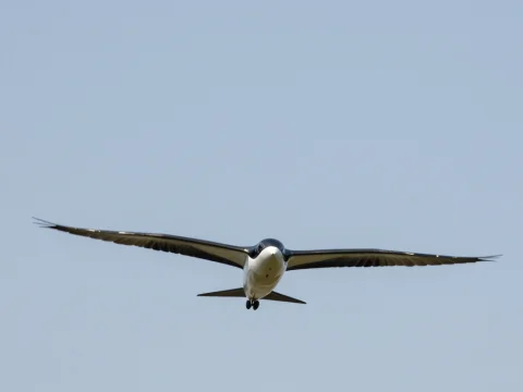 Frontal View of a Bird in Flight Against Clear Sky