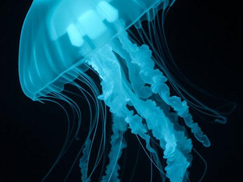 Glowing Blue Jellyfish in Dark Ocean