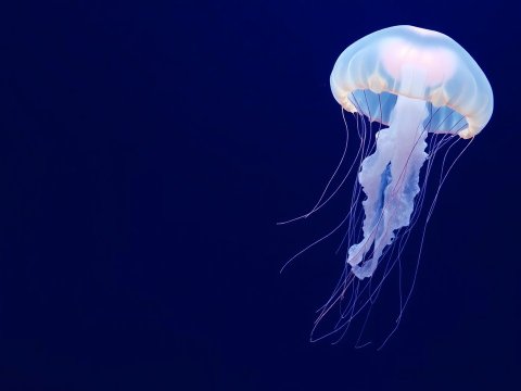 Glowing Jellyfish in Deep Blue Ocean