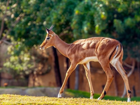 Graceful Antelope Walking in Natural Habitat