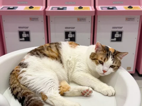 Lazy Cat Relaxing in a Modern Setting