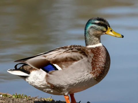Mallard Duck Standing by the Water