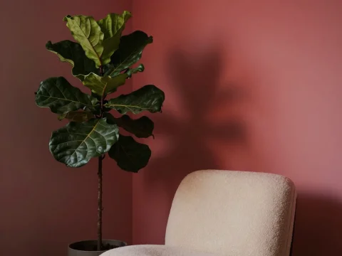 Minimalist Interior with Cozy Chair and Green Plant