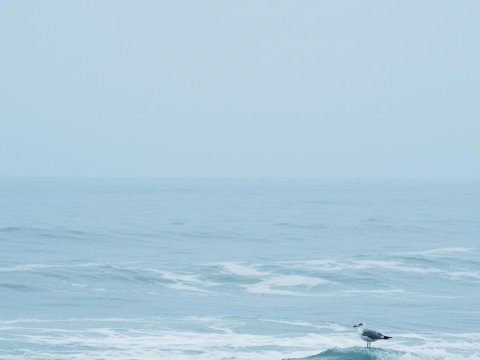 Minimalist Seascape with a Lone Seagull