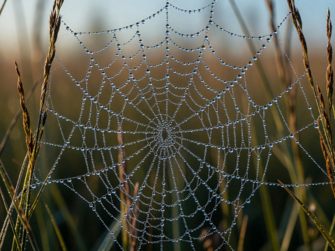 Morning Dew on Spider Web Macro