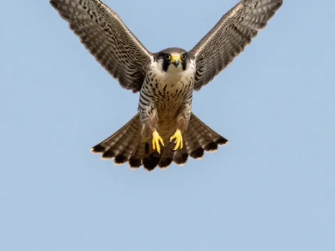 Peregrine Falcon Diving in Flight